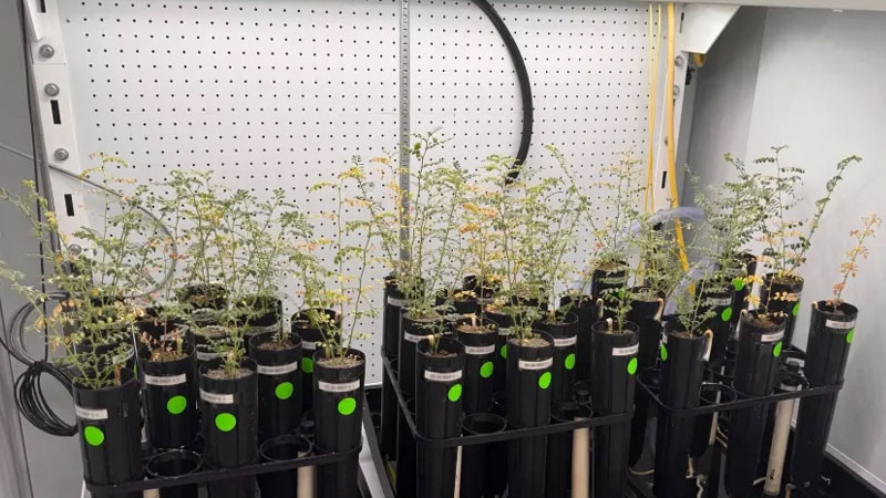 과학자들은 인공 달 토양에서 완두콩을 재배하지만 그걸 수프 형태로 시도해 보려는 용기를 내지 못한다