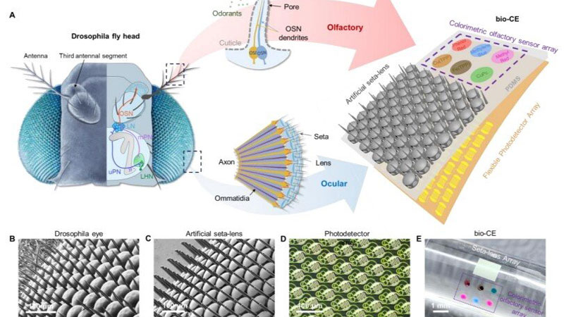 중국은 드론용 '파리눈'을 개발해 파노라마 시야와 냄새 센서를 제공한다